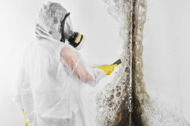 Best Home Mold Removal  in Fairfax, OK
