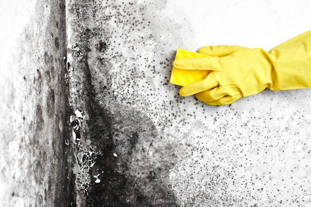 Attic Mold Removal in Fairfax, OK